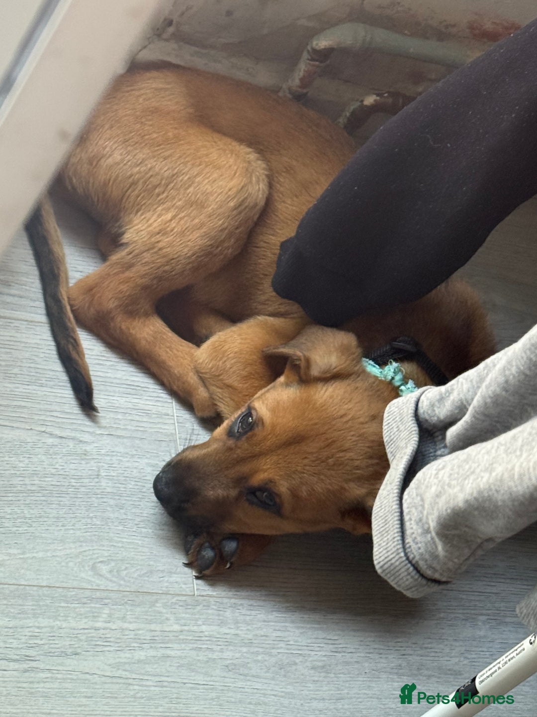 Mixed Breed dogs for sale: Milo  - Image 3