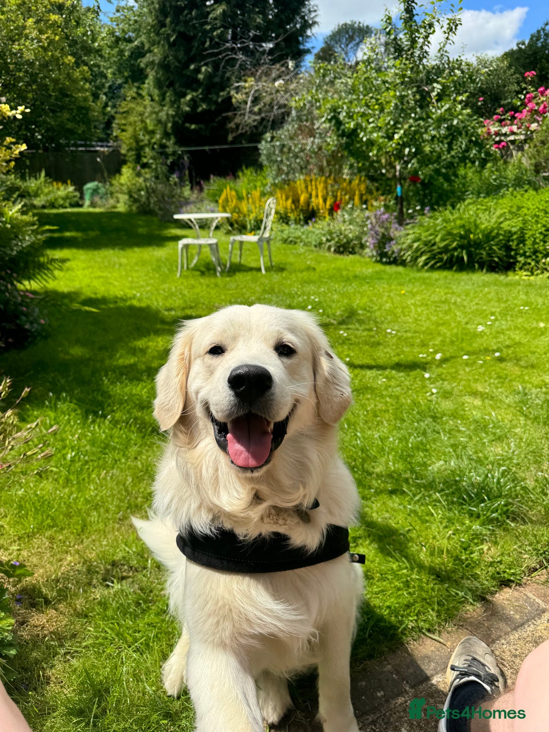 Golden Retriever dogs for stud: Barry - Golden Retriever KC Registered Pedigree  - Advert 1