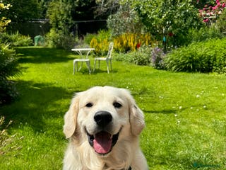 Golden Retriever dogs Barry - Golden Retriever KC Registered Pedigree - Advert 6