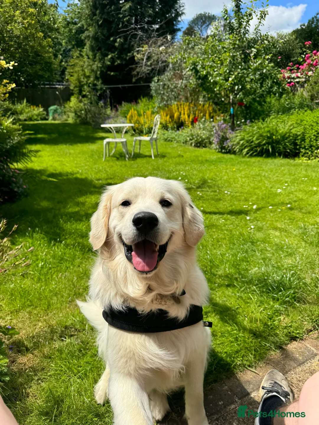 Golden Retriever dogs for stud: Barry - Golden Retriever KC Registered Pedigree  - Advert 2