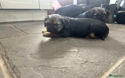Border Terrier dogs for sale: Border Terrier Pups -Beautiful Pedigree  - Image 23