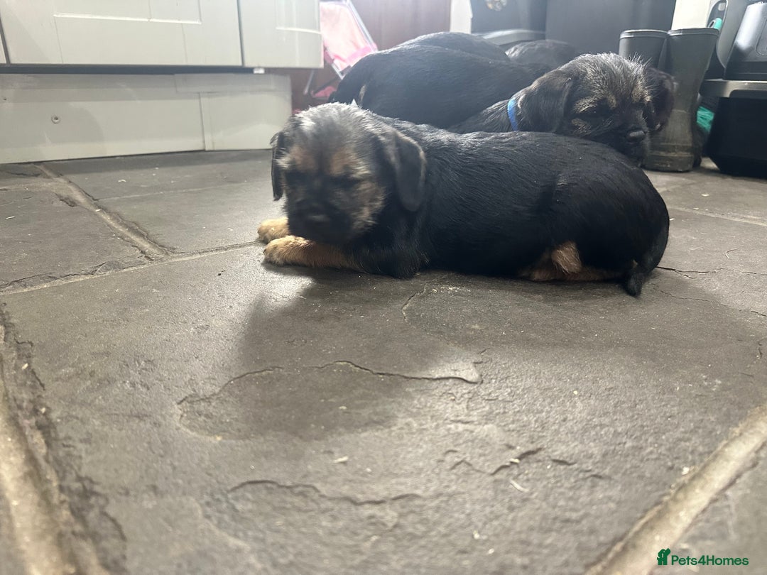 Border Terrier dogs for sale: Border Terrier Pups -Beautiful Pedigree  - Image 23