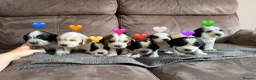 Cocker Spaniel dogs for sale: Gorgeous Cocker Spaniel Puppies - Advert 1