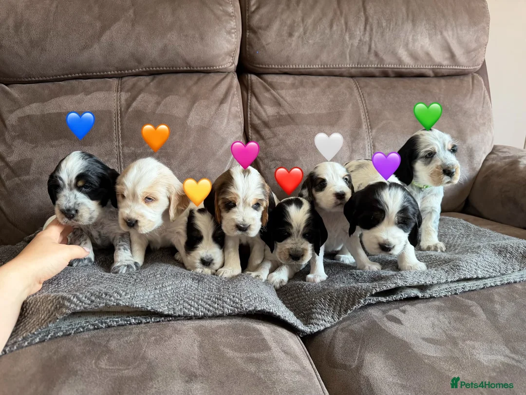 Cocker Spaniel dogs for sale: Gorgeous Cocker Spaniel Puppies - Advert 1