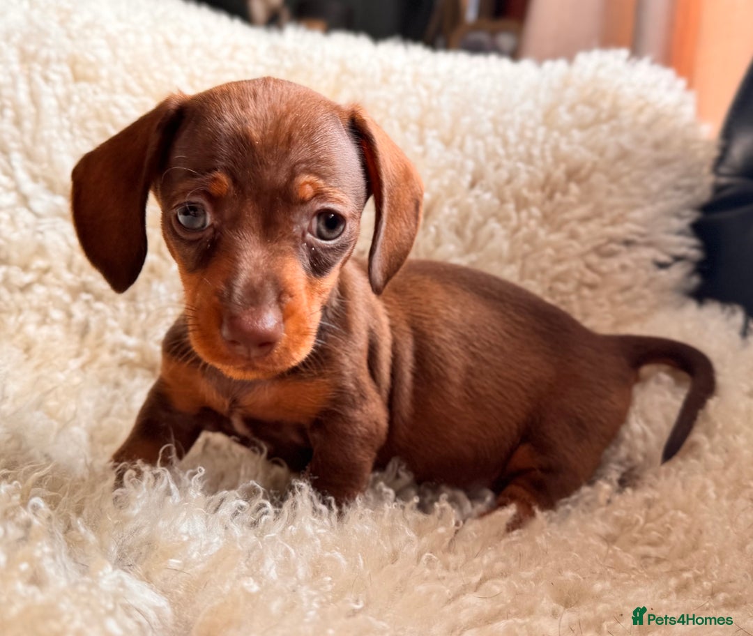 Miniature Dachshund dogs for sale: BEAUTIFUL MINI DACHSHUND PUPPIES  - Image 6