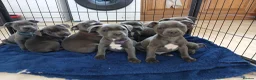 Staffordshire Bull Terrier dogs for sale: Blue staff puppies kc reg - Advert 6