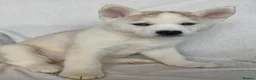 Siberian Husky dogs for sale: Siberian Huskey Puppies - Advert 2