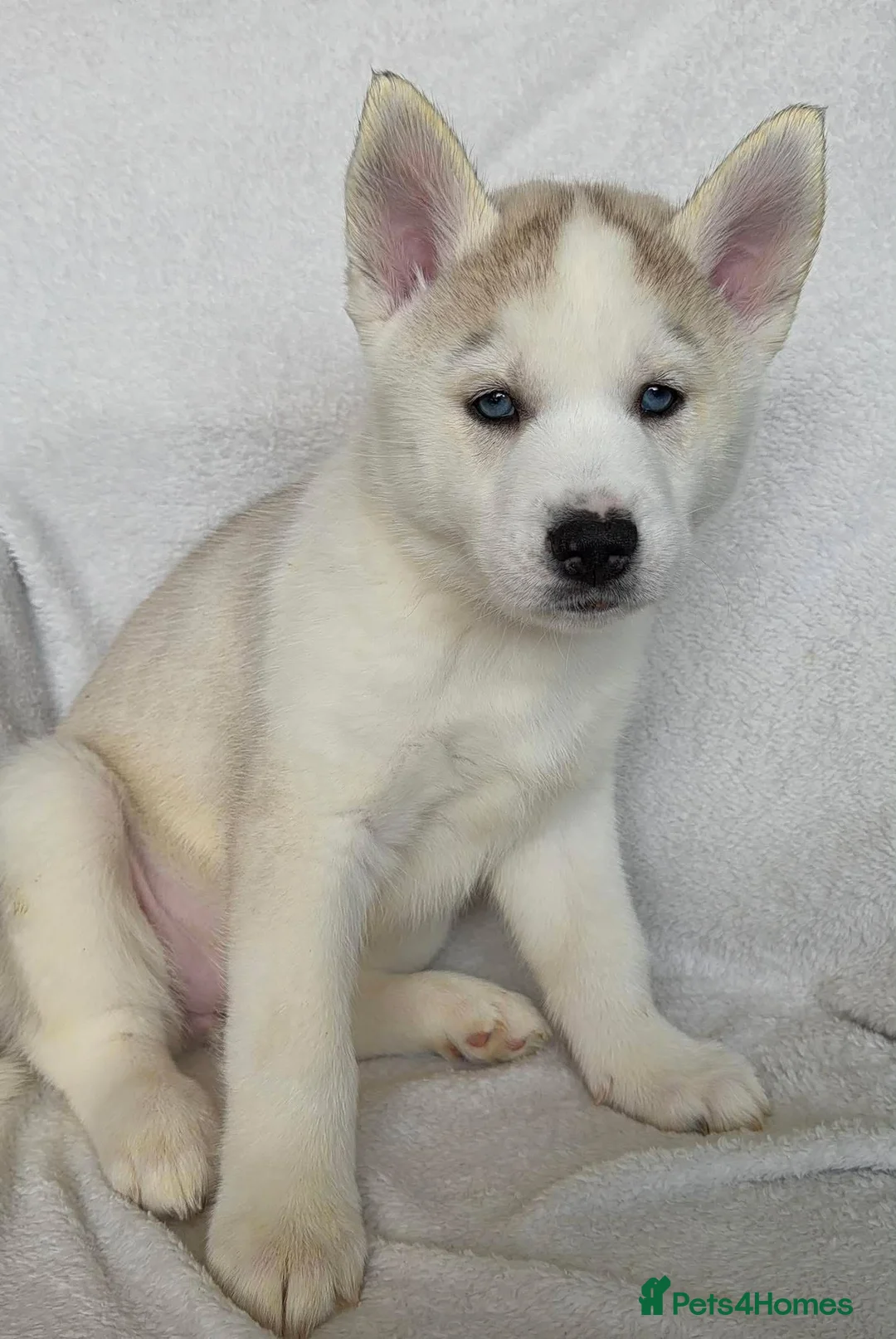 Siberian Husky dogs for sale: Siberian Huskey Puppies - Advert 2