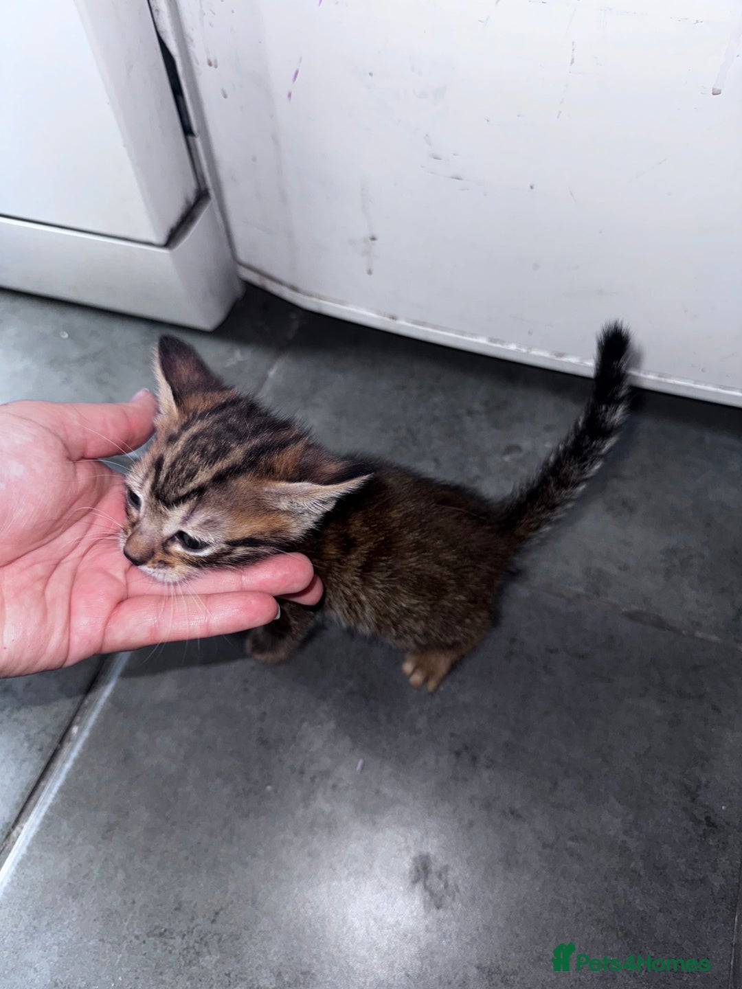 Bengal cats for sale: Bengal Kittens ready to be reserved  - Image 9
