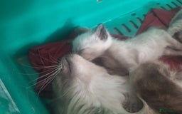 Siamese cats for sale: 3 beautiful siamese seal point kittens  - Image 7