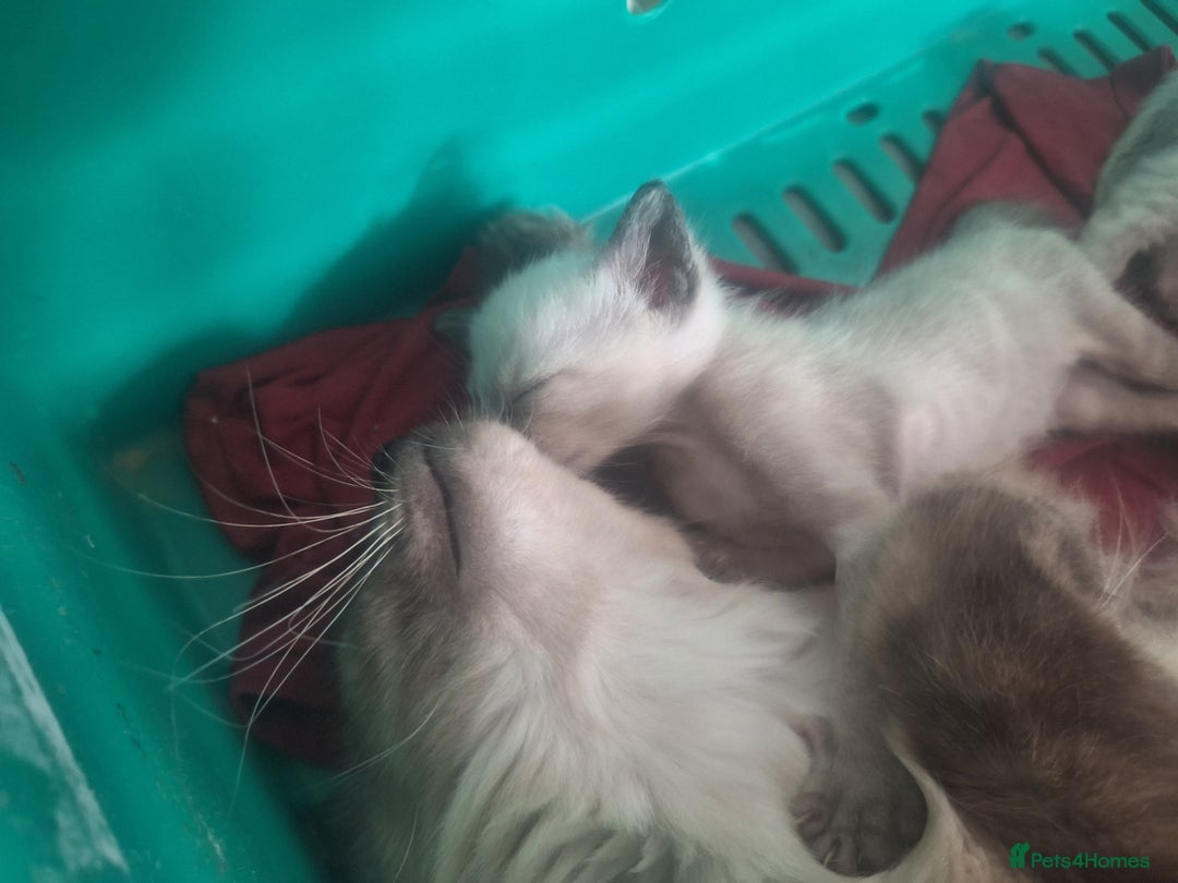 Siamese cats for sale: 3 beautiful siamese seal point kittens  - Image 7