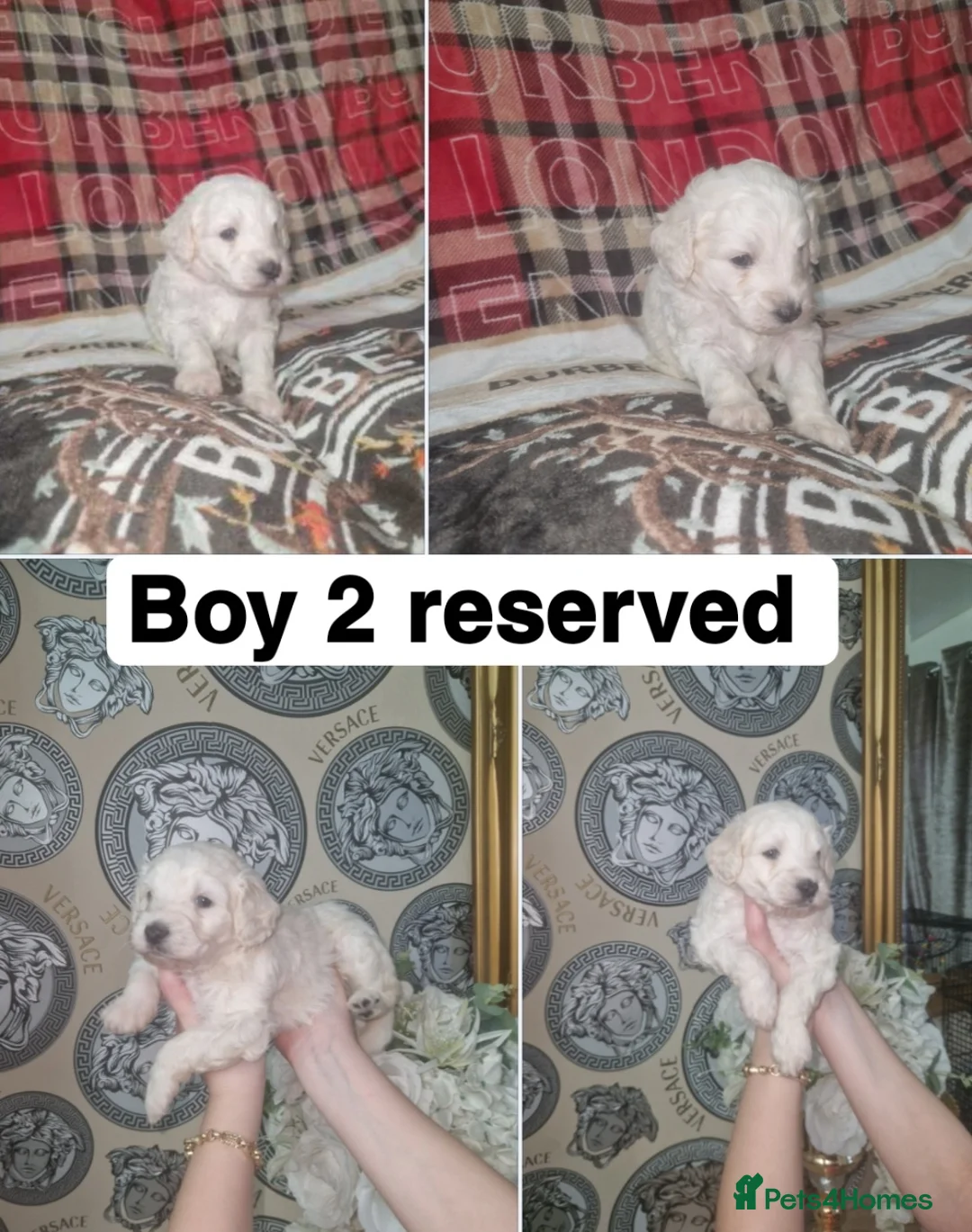 Labradoodle dogs for sale: F1b toy labradoodles - Advert 5