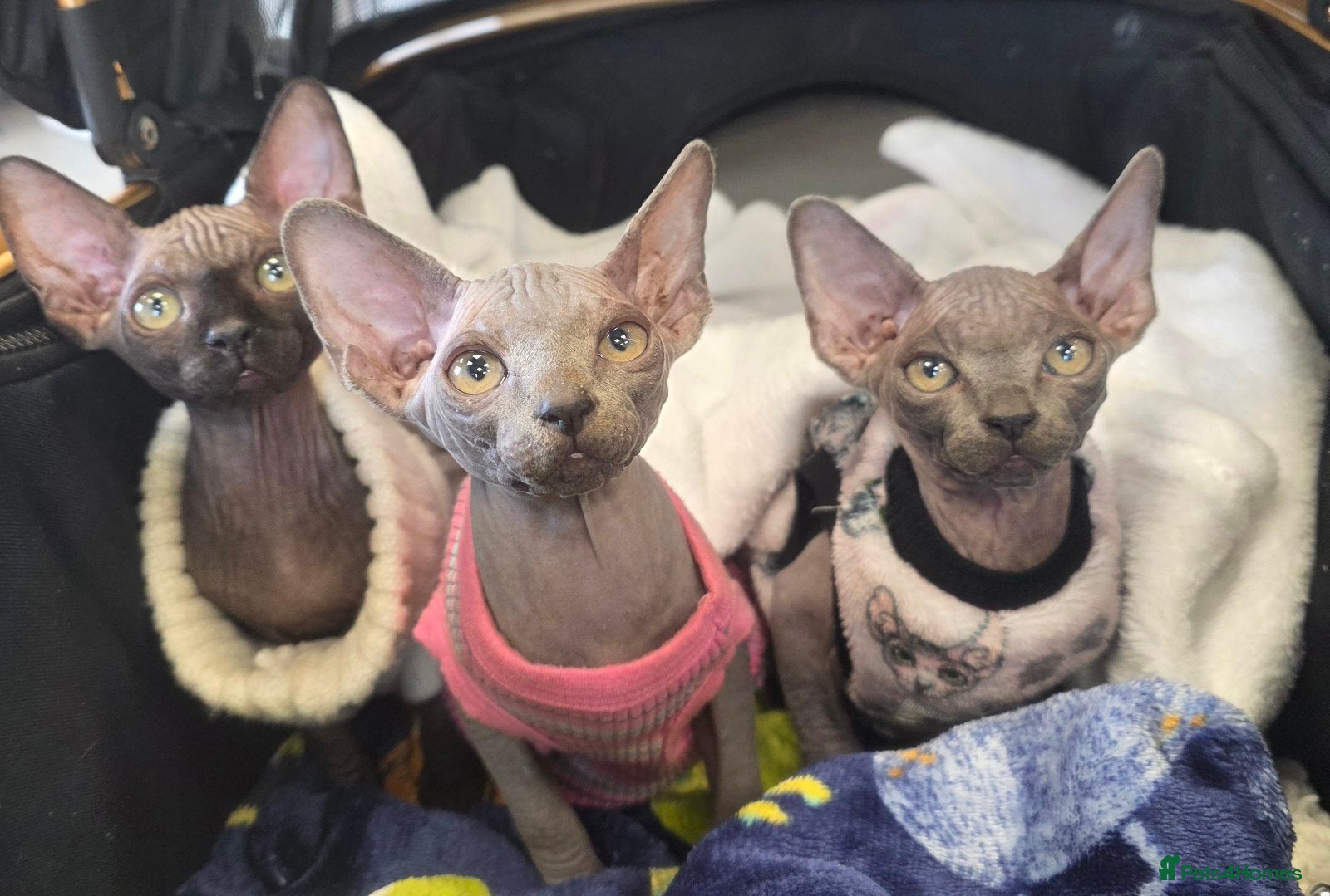 Sphynx cats FIFe registered stunning Sphynx kittens - Advert 15