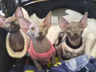 Sphynx cats FIFe registered stunning Sphynx kittens - Advert 15