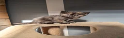 Mixed Breed cats for sale: 2 Bengal/Norwegian forest Kittens  - Advert 27