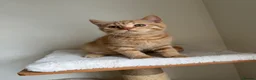 British Shorthair cats for sale: Last boy cute and playful TICA registered  - Advert 3