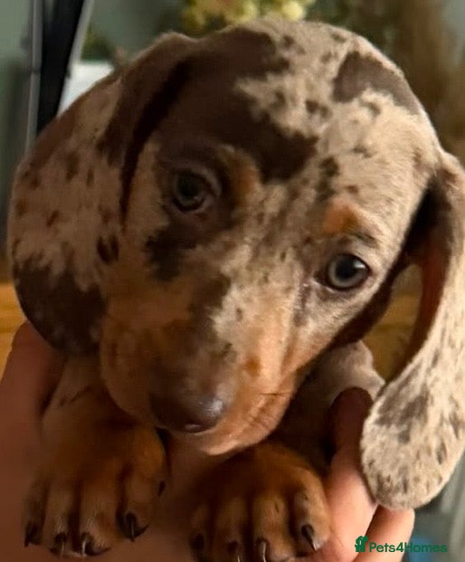 Dachshund dogs Essex 🌟Dachshund Puppies 🌟 - Advert 12
