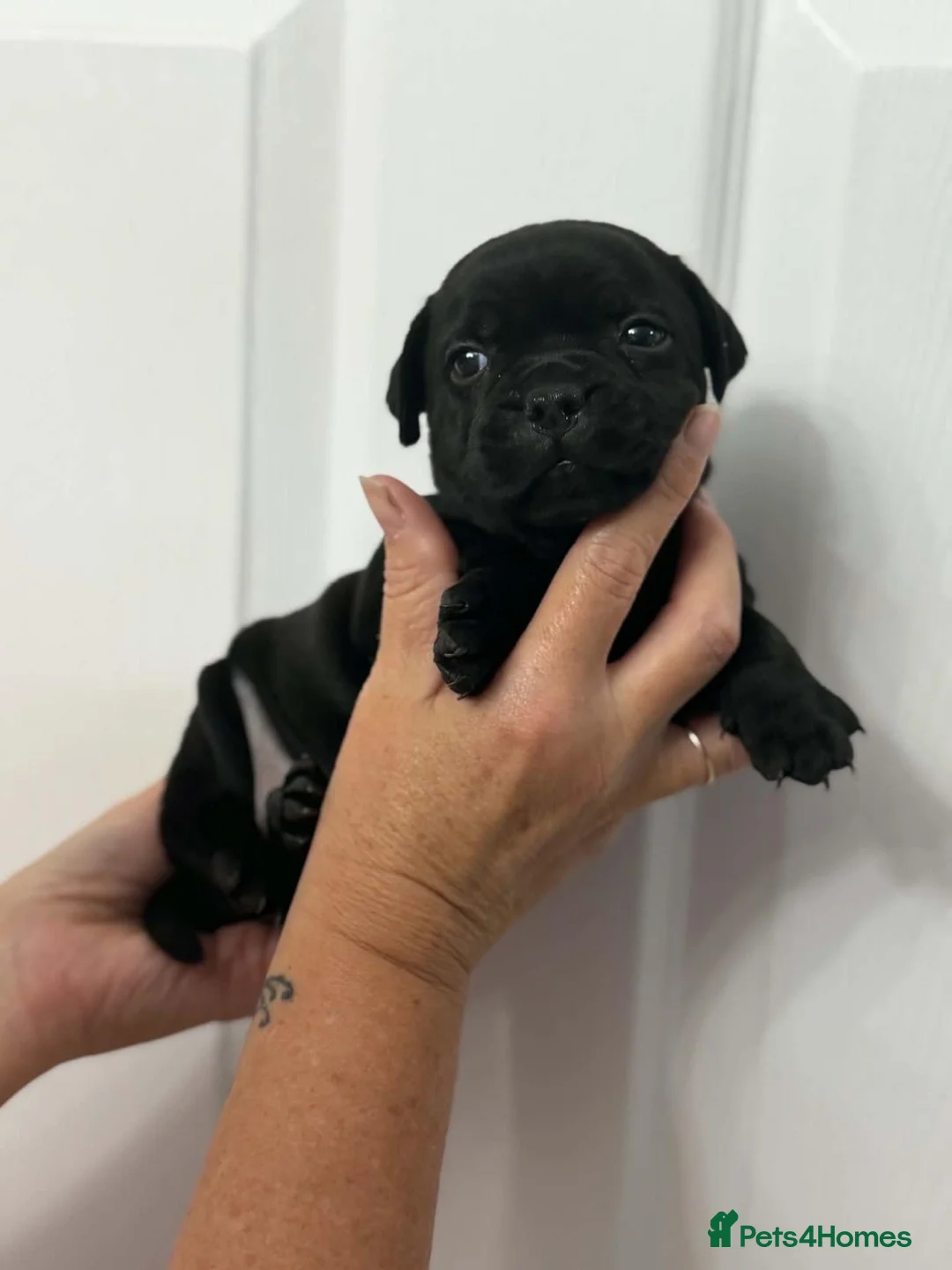 Staffordshire Bull Terrier dogs for sale: KC REG KASSIUS PUPS - Advert 12