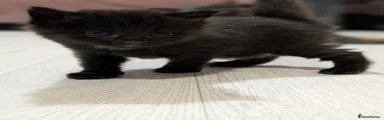 American Shorthair Black Girl