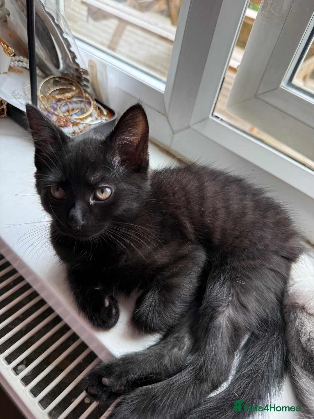 Oriental cats for sale: Last black smoke boy available now - Image 2