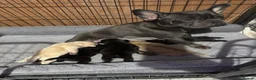 Frug dogs for sale: Frug puppies (French bulldog x pug) - Advert 9