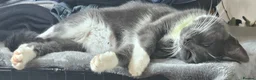Ragdoll cats for sale: 5 Stunning Fluffy Ragdoll Cross Kittens  - Advert 22