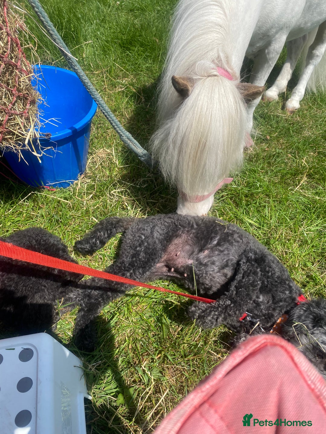 Miniature horses for sale: Beautiful American miniature  - Advert 3