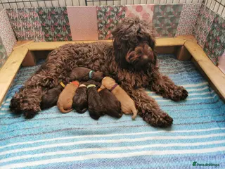 Cockapoo dogs 2 beautiful F2 cockapoos - Advert 1