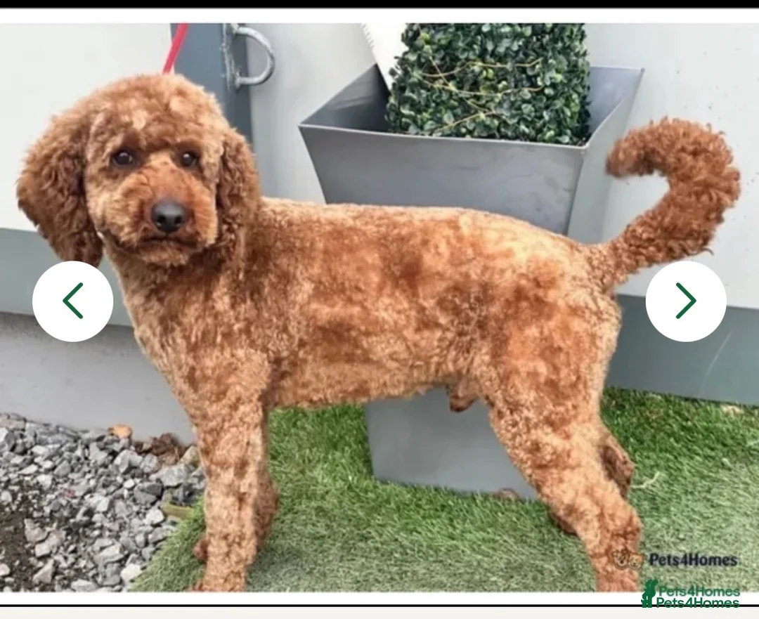 Cockapoo dogs for sale: Stunning Red F1 Cockapoo’s - Advert 3