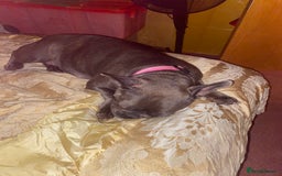 French Bulldog dogs for sale: luna is a lovely French bulldog - Image 1