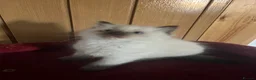 Ragdoll cats for sale: Gorgeous Tica ragdoll kittens  - Advert 34