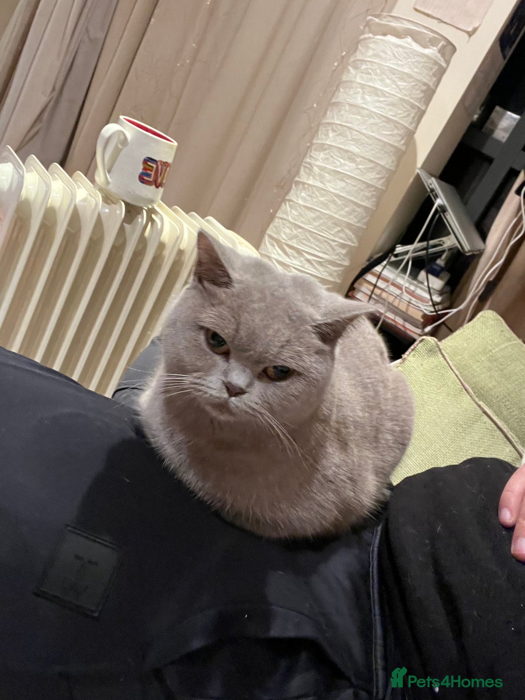 British Shorthair cats for sale: British shorthair - Image 4