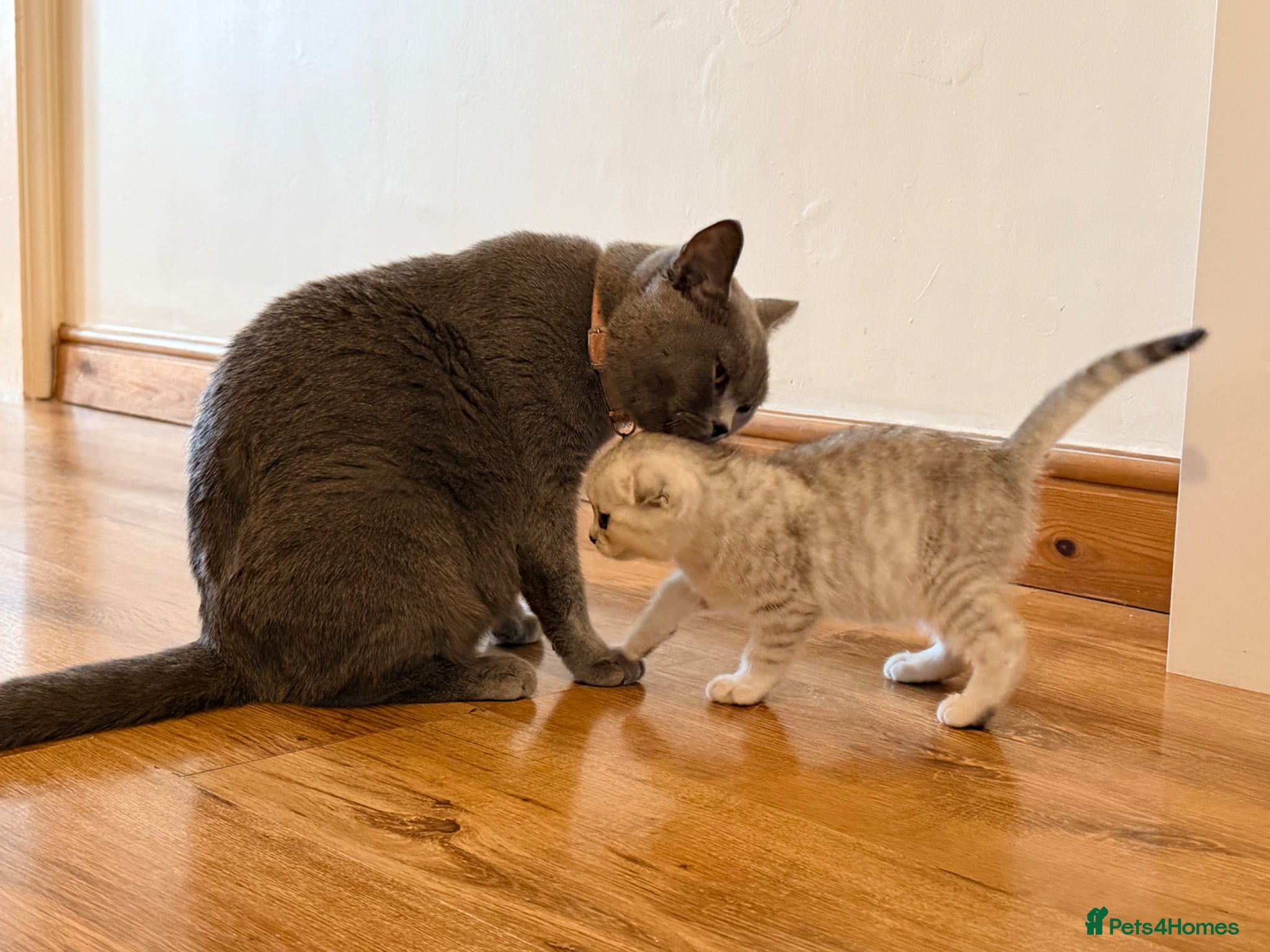 British Shorthair cats British Shorthair X Scottish Fold - Advert 1