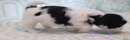 Shih Tzu dogs for sale: Shih Tzu puppies for sale  - Advert 9