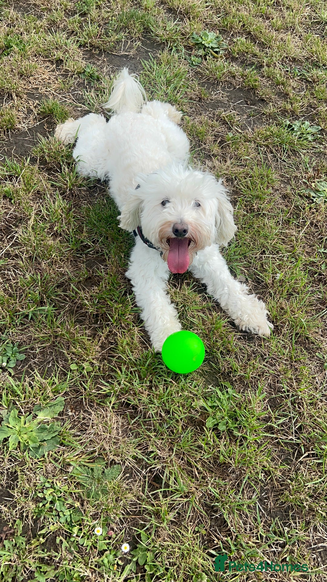 Cockapoo dogs for sale: Cockapoos for sale.  - Advert 1