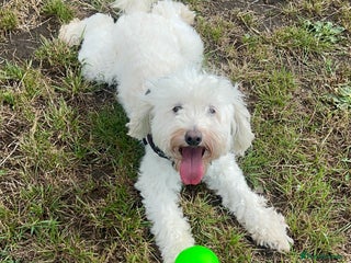 Cockapoo dogs Cockapoos for sale. - Advert 6