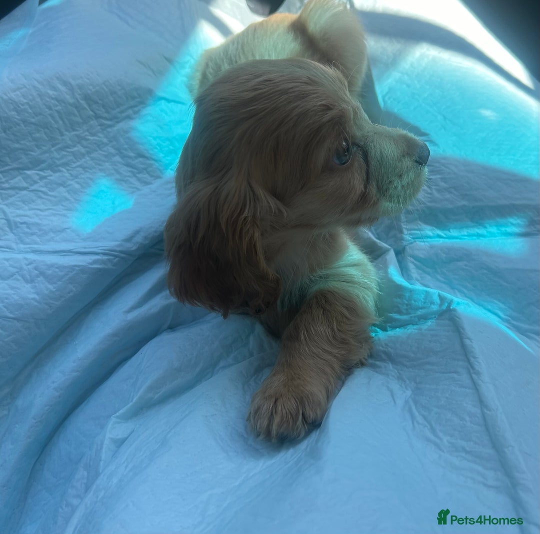 Cocker Spaniel dogs for sale: Gorgeous Lemon Cocker Spaniel Pups in Fordingbridge - Image 1