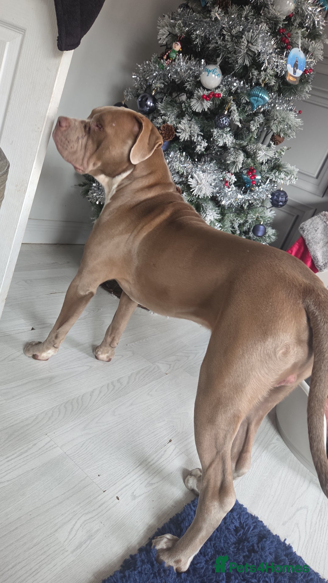 Mixed Breed dogs for sale: REDUCED - Rehoming our boy - Advert 3