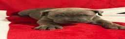 Cane Corso dogs for sale: BEAUTIFUL CANE CORSO PUPPIES – ICCF REGISTERED 🐾 - Advert 16