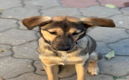 Mixed Breed dogs for adoption: MOCHI – a Superb young Girl for a Loving Home - Advert 27