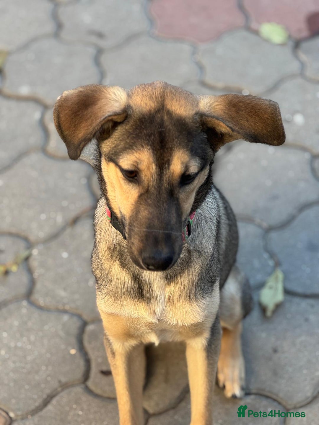 Mixed Breed dogs for adoption: MOCHI – a Superb young Girl for a Loving Home - Advert 27