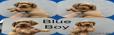 Cocker Spaniel Puppy blue