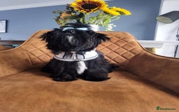 Yorkshire Terrier dogs for sale: Very Cute little Boy❤️ - Image 6