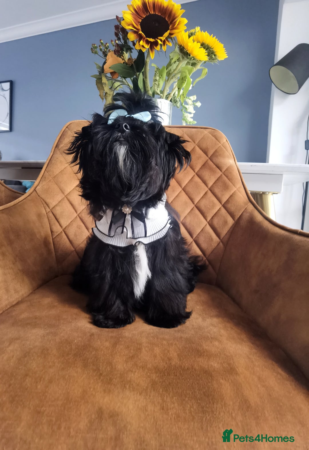 Yorkshire Terrier dogs for sale: Very Cute little Boy❤️ - Image 6