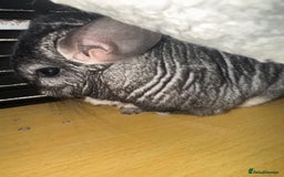 Chinchilla rodents for sale: Chinchillas Females for sale  - Image 2