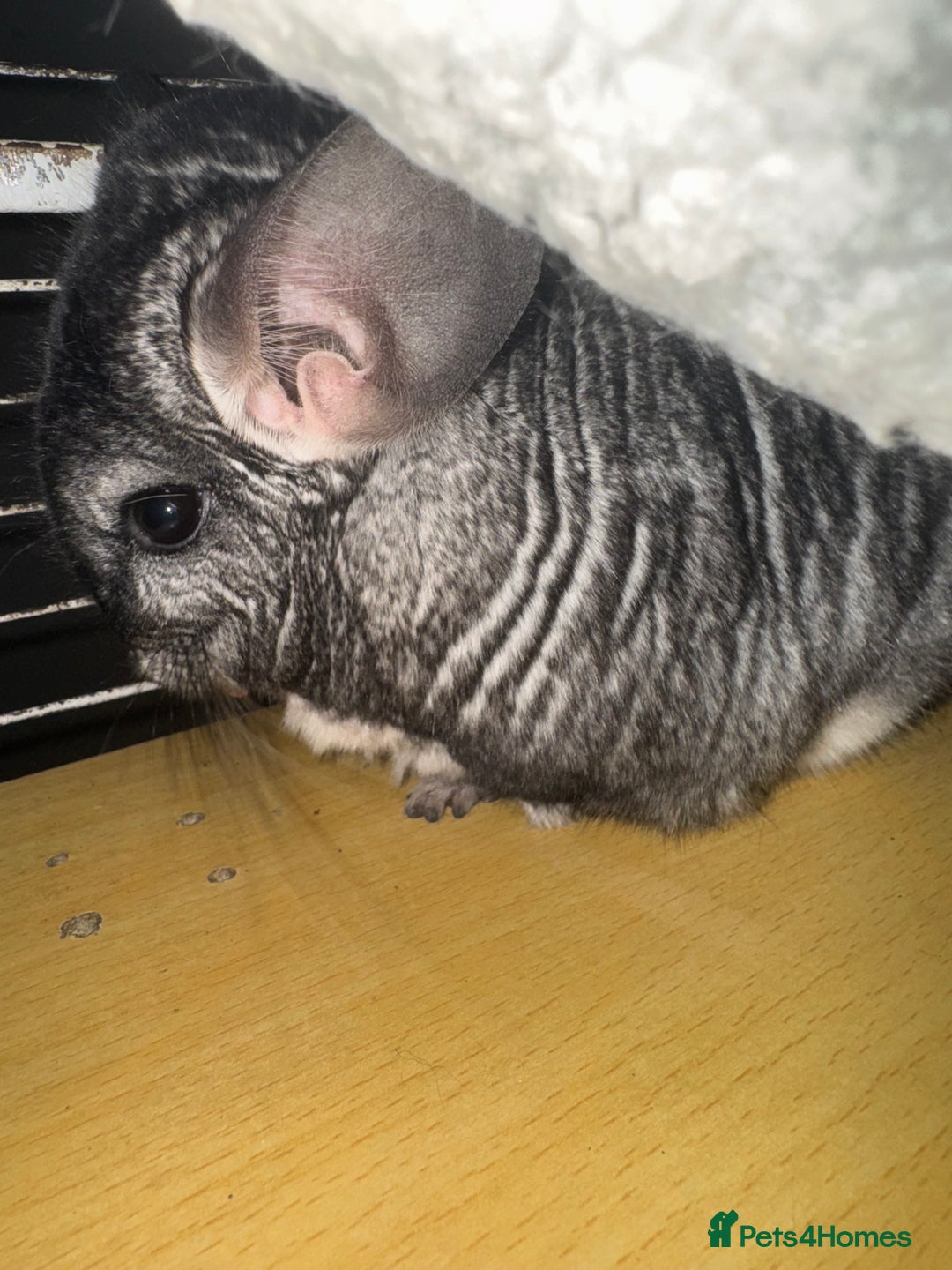 Chinchilla rodents for sale: Chinchillas Females for sale  - Image 2