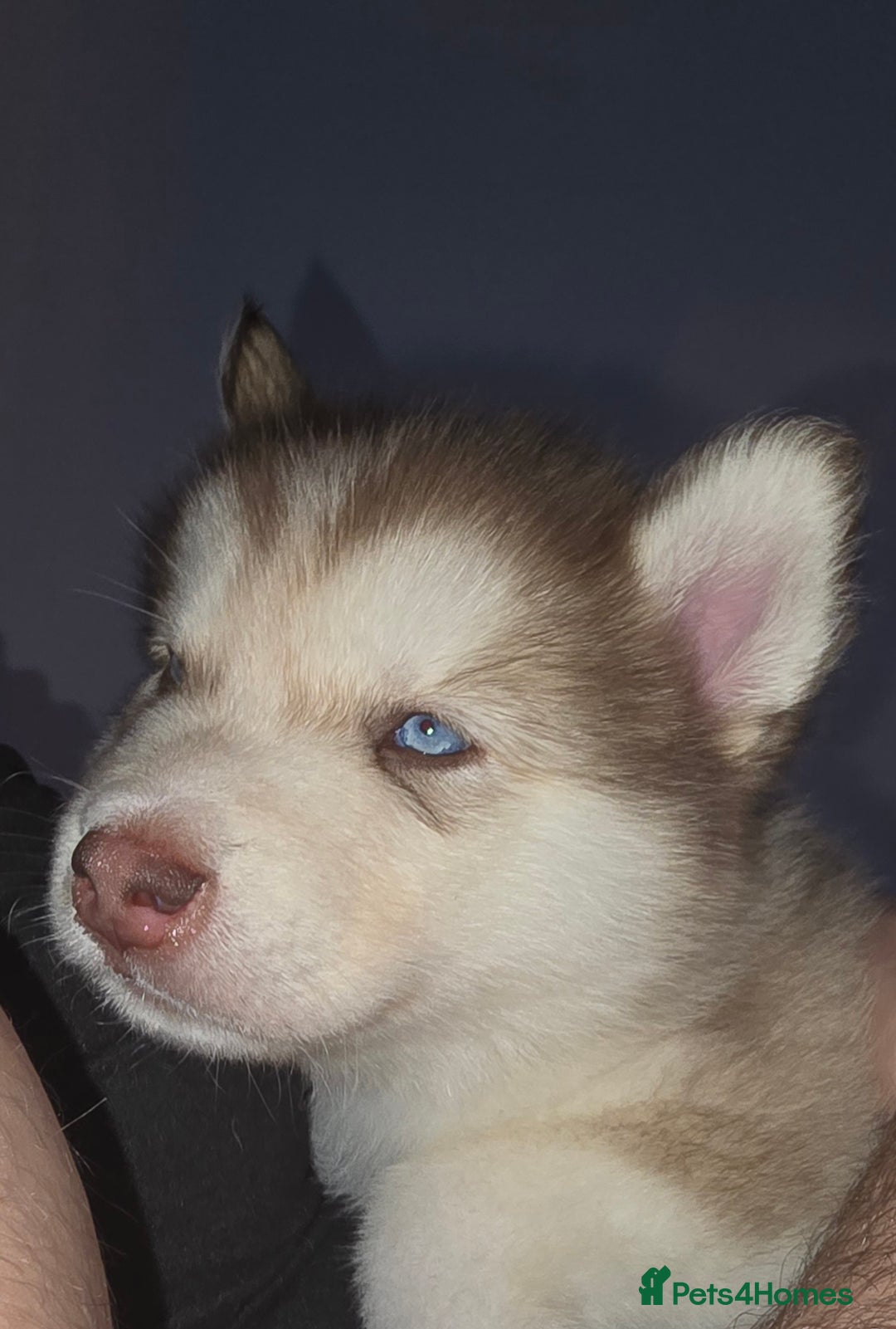 Utonagan dogs for sale: Malamute/Huskies  - Advert 12