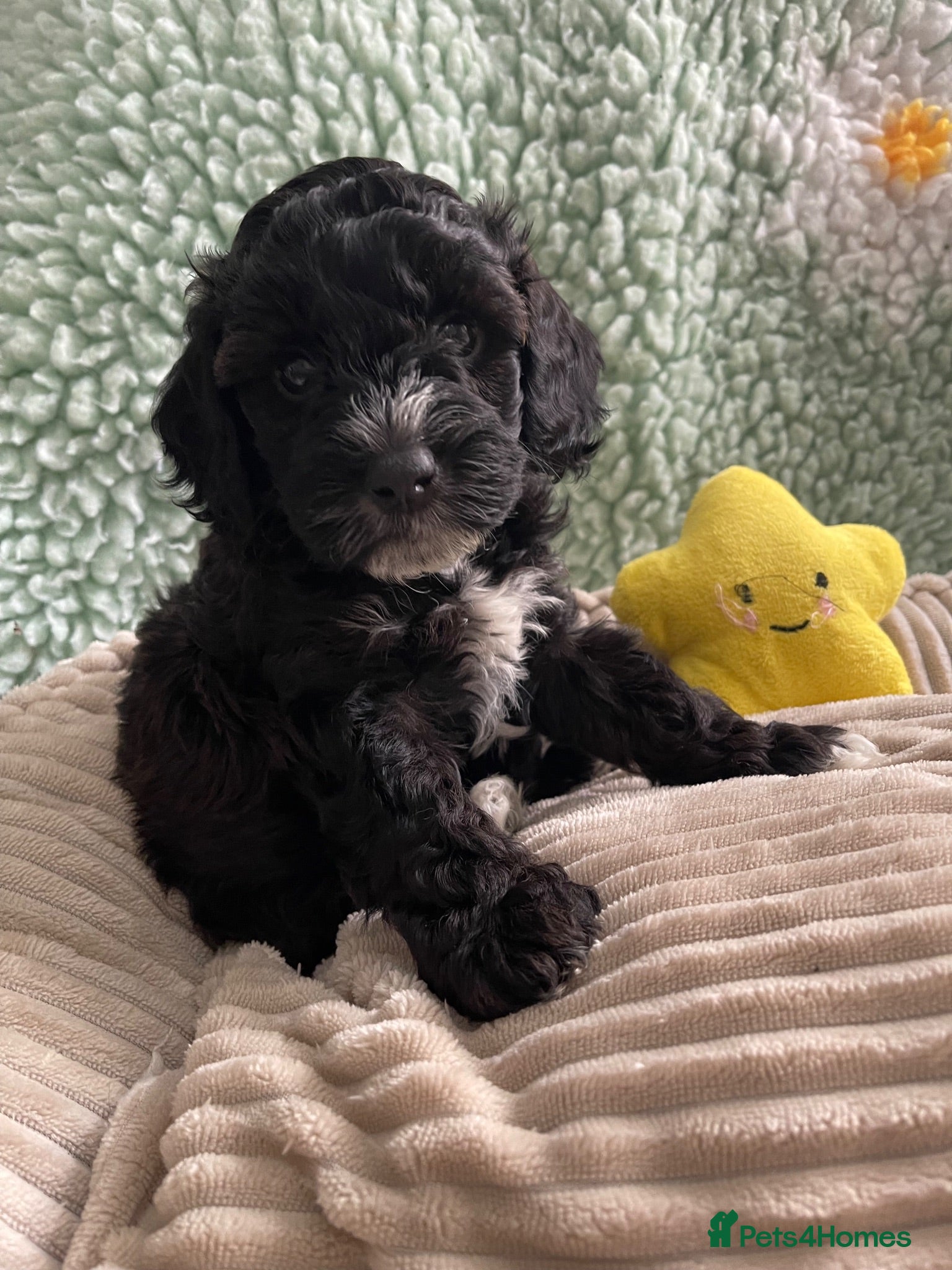 Cockapoo dogs Exceptional F1 Cockapoo Puppies - Advert 2