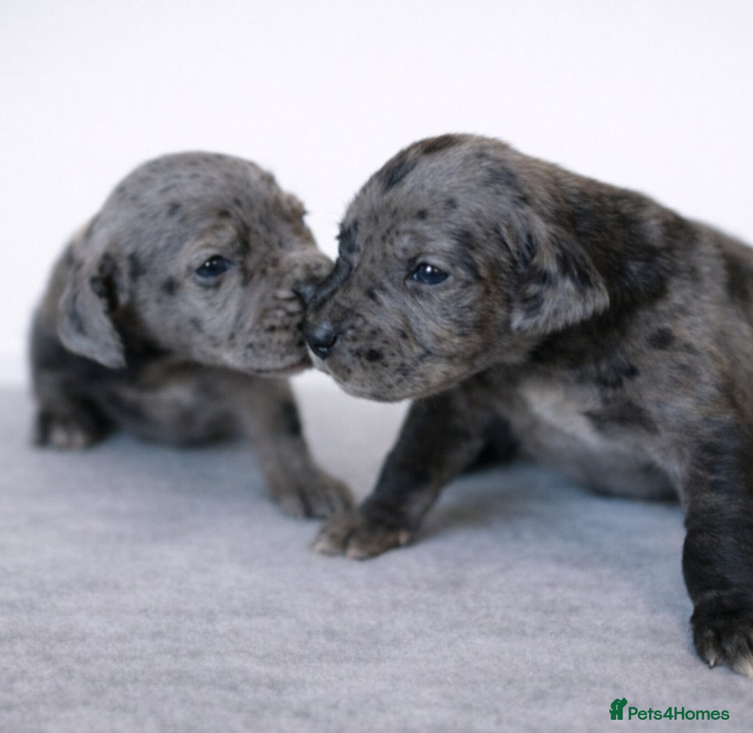 Great Dane dogs for sale: KC Registered Great Danes - Stunning Litter  - Advert 16