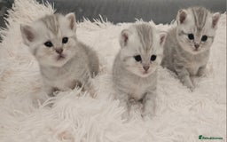 British Shorthair cats for sale: BRITISH SHORTHAIR CHAMPION BLOODLINE - Image 23